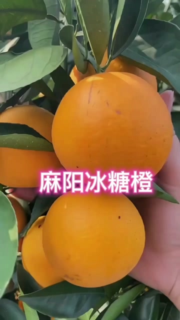 麻阳冰糖橙新鲜水果应季蜜桔冰糖包整箱批发电商平台一件代发