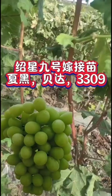 绍星九号葡萄嫁接苗，保纯度质量，基地直发，顺丰包邮，假一赔十
