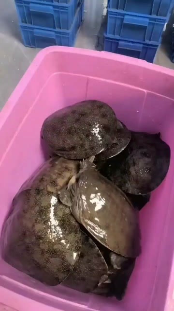 优惠了，各种外塘甲鱼，中华鳖，日杂，主打伤黑花甲鱼