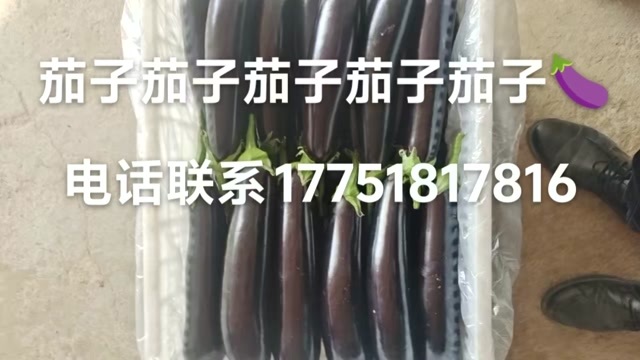 东海县765 长茄  黑长茄，绿把长茄，精品茄子