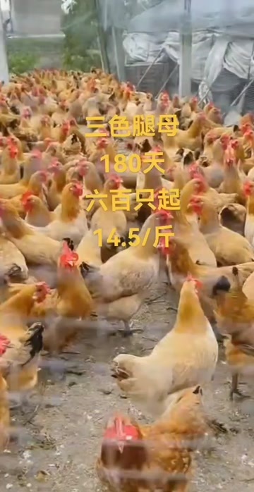 南京土鸡三色腿母鸡180天约重3斤8两金黄油
