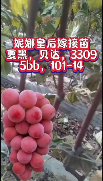 昌黎县妮娜皇后葡萄苗