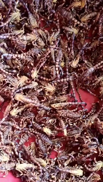 济南蝎子，餐饮中药泡酒