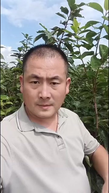 脆甜柿子苗