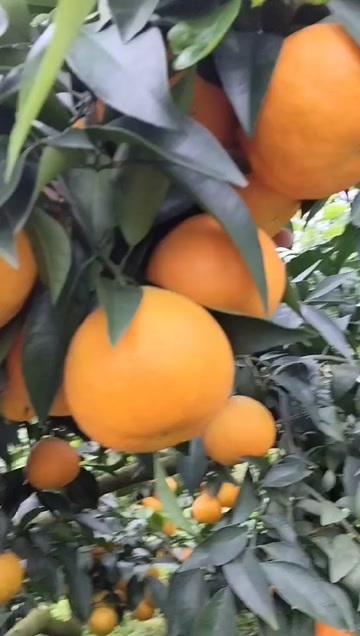 丹棱县爱媛果冻橙皮薄肉厚多汁口感纯甜