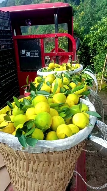 新平县冰糖橙，皮薄肉厚橙香浓郁、清甜化渣，24:1的黄金酸甜比