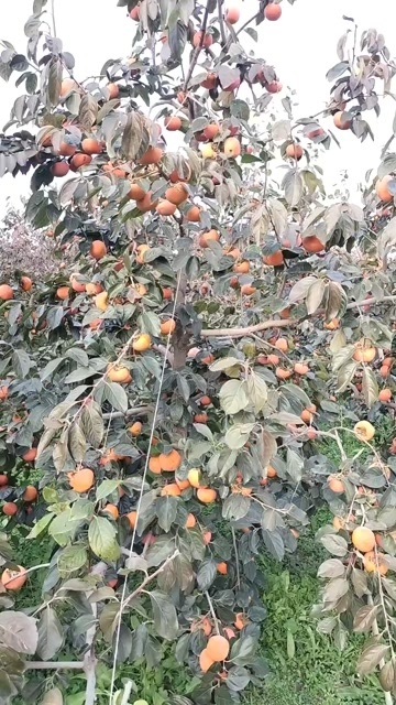 汉中阳丰甜柿