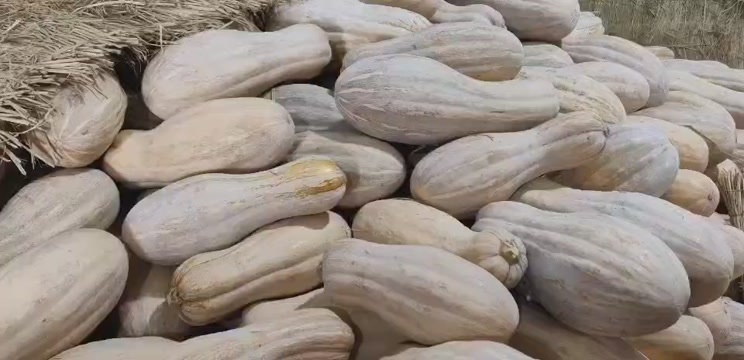 盐城精品南瓜，有需要的客户联系我