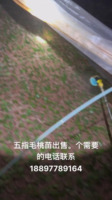 灵山县五指毛桃苗大量出售。
