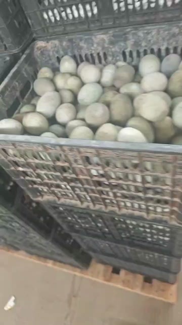 青岛精品松花蛋