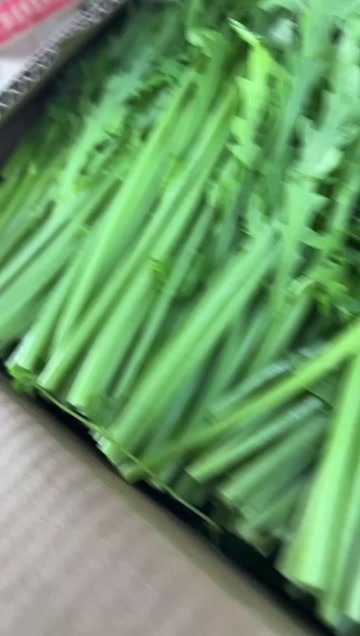 小叶光杆茼蒿产地直发