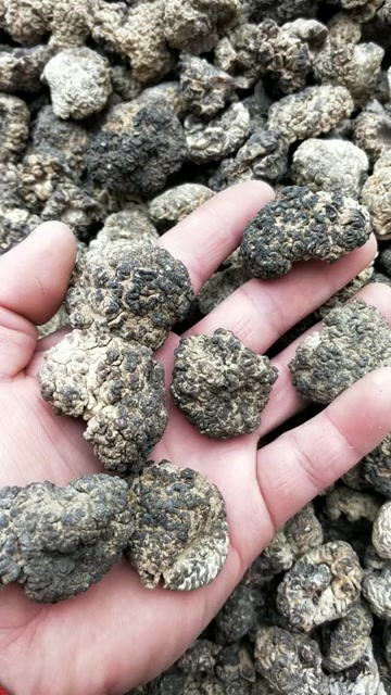 核桃菌猴脑菌榆耳羊肚耳产地玛咖菌玛卡菌松花菌鹿茸菌玛瑙菌猴脑