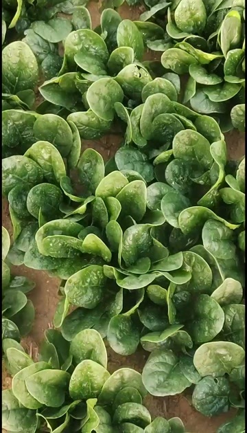 西华县波菜