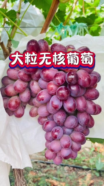 昌黎县大粒无核嫁接苗保证纯度质量，河北基地直发，顺丰包邮，假一赔十