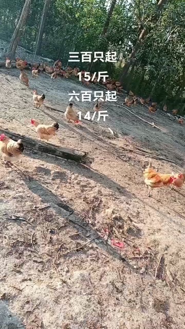 淮南草母鸡七个多月均重4斤半