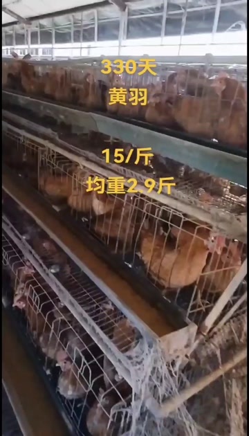 南京黄羽土鸡产绿壳330天均重3斤