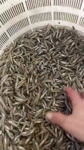 兴化市山根鱼