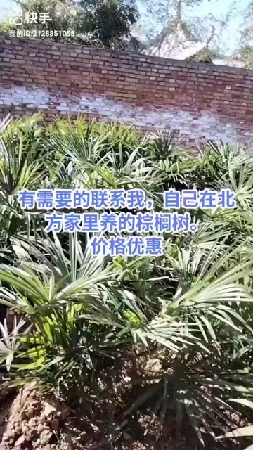 合肥棕榈树