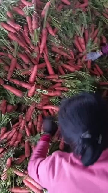 南阳胡罗卜