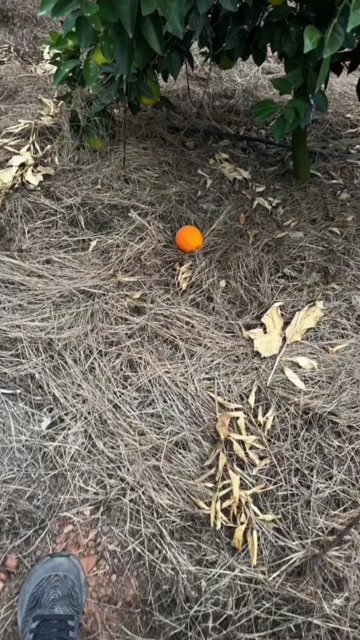 大余县优质赣南脐橙 每日十小时光照