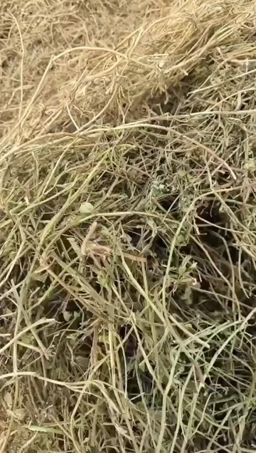 正阳县花生秧草料