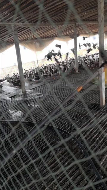 徐州小飞鸭