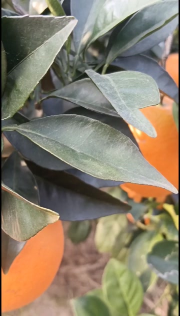 纽荷尔脐橙即将大量上市