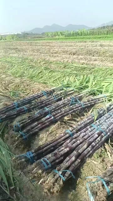 歙县歙县黑皮甘蔗
