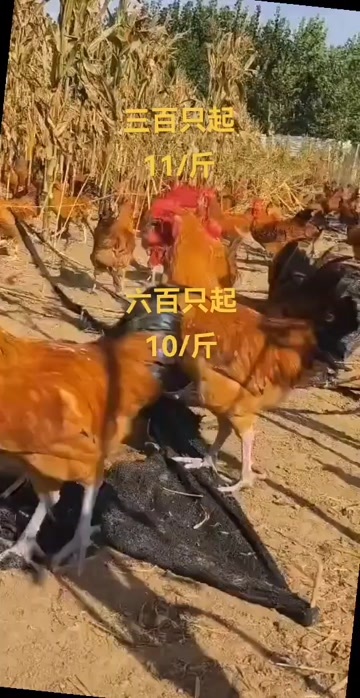 南京大红公鸡120天均重4斤半