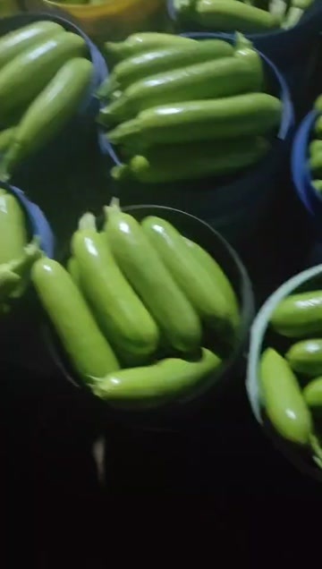 淄博绿皮西葫芦
