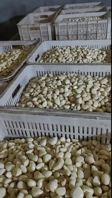 苍山四六瓣蒜米 大颗粒7小颗粒6