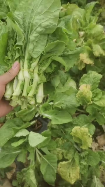 长顺县菜苔