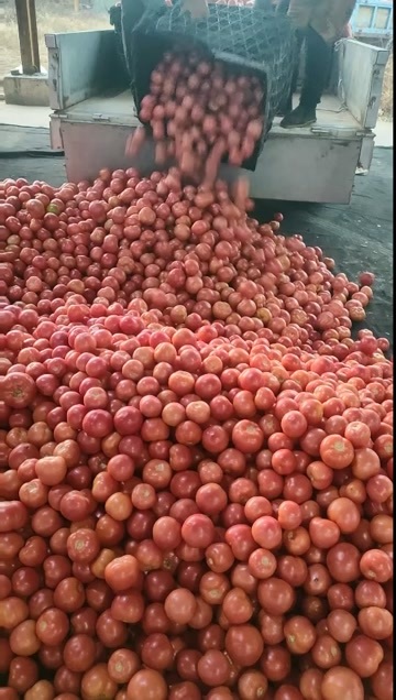 饶阳县西红柿 硬粉