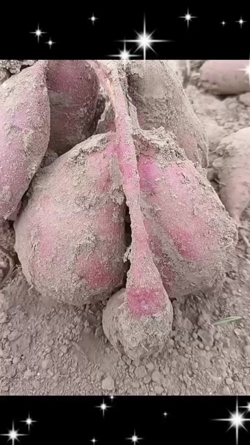 商丘商丘19+红瓤蜜薯