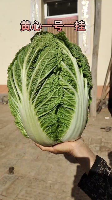 巴彦淖尔黄心白菜