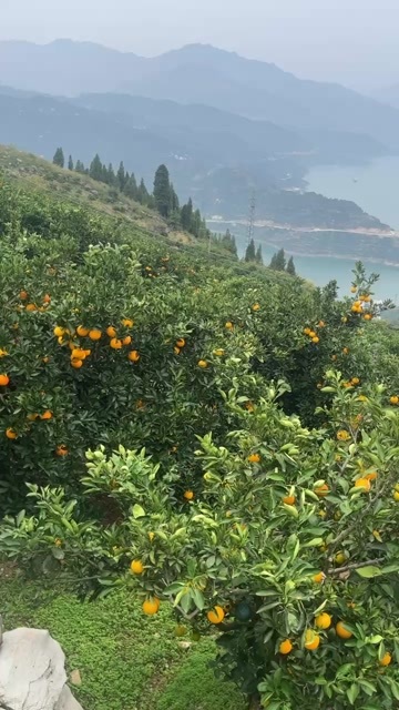 秭归县九红橙子新鲜采摘湖北宜昌秭归特产脐橙现摘现发