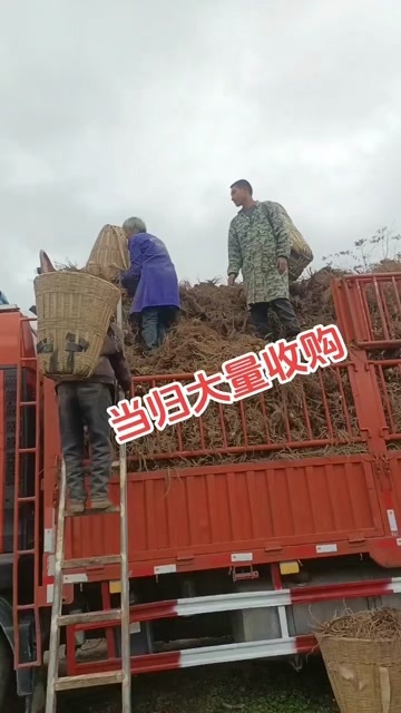 甘洛县当归