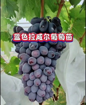 昌黎县蓝色拉威尔葡萄苗