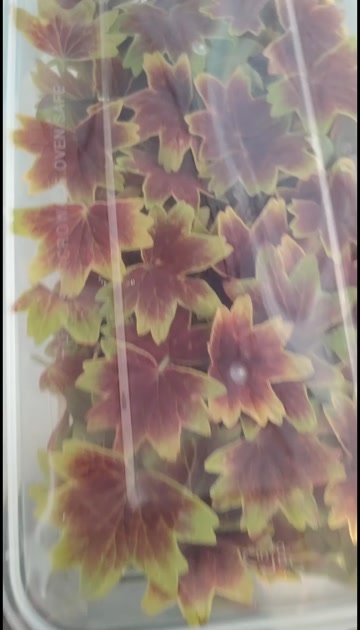 喀喇沁旗枫叶天竺葵，量大，专业包装