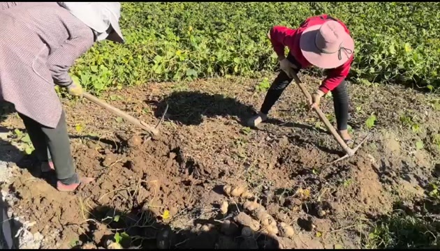 武定县千亩土瓜(凉薯)现挖现发，欢迎基地看货采购