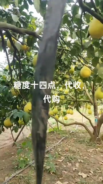 江永县永州江永香柚