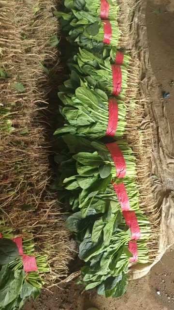 邯郸河北新鲜直供 菠菜叶菜 绿色健康 丛台区发货