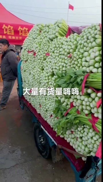 邯郸本地精品芹菜