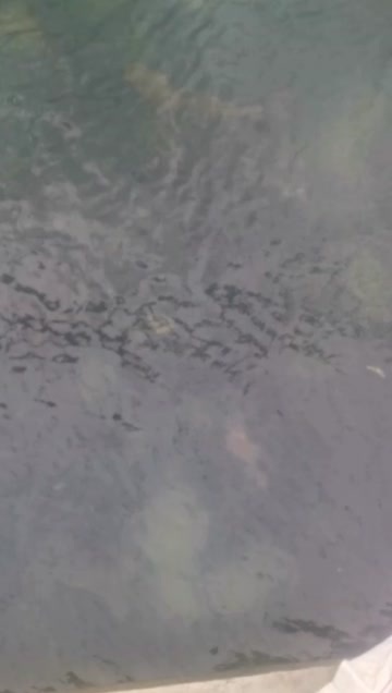 沛县土鲶鱼