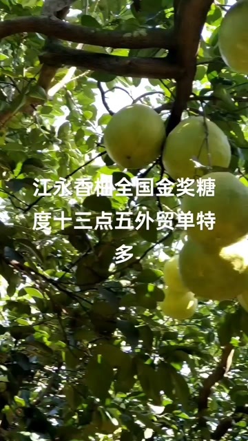 江永县永州江永香柚
