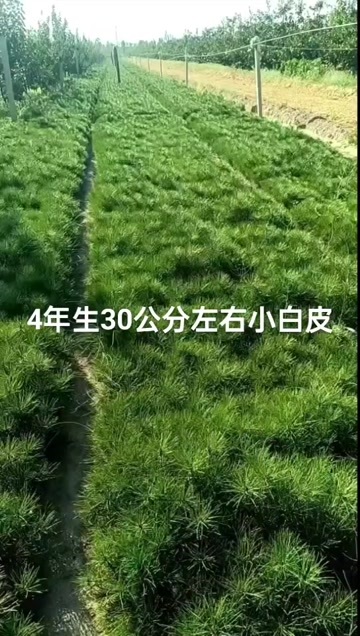 临猗县白皮松杯苗