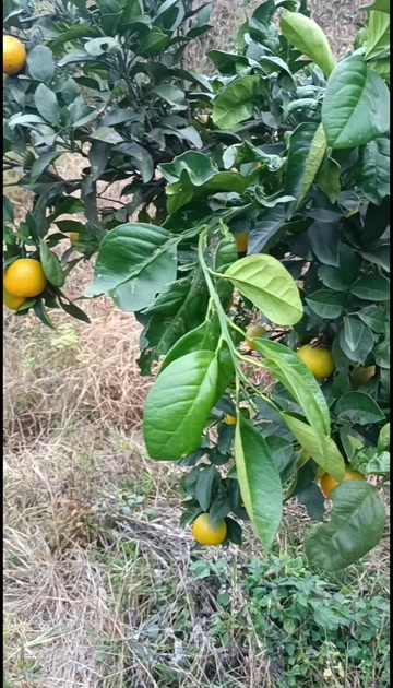 麻阳县锦蜜（甜橙），纯甜无酸味，皮薄汁多，老少喜爱。