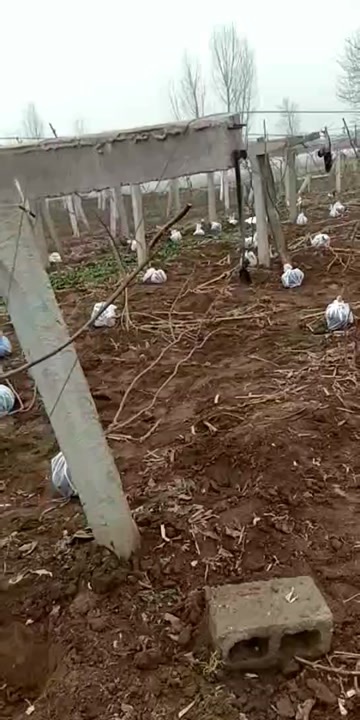 周至县猕猴桃上架大苗