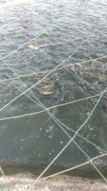 漳州鲫鱼