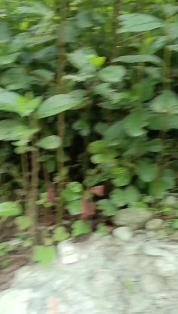 苍溪县桤木树苗
